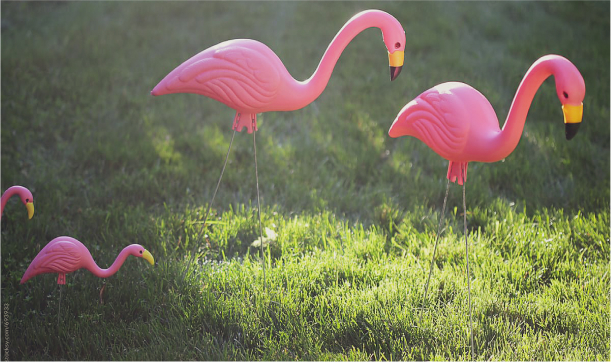 a family of plastic pink flamingos on a lawn